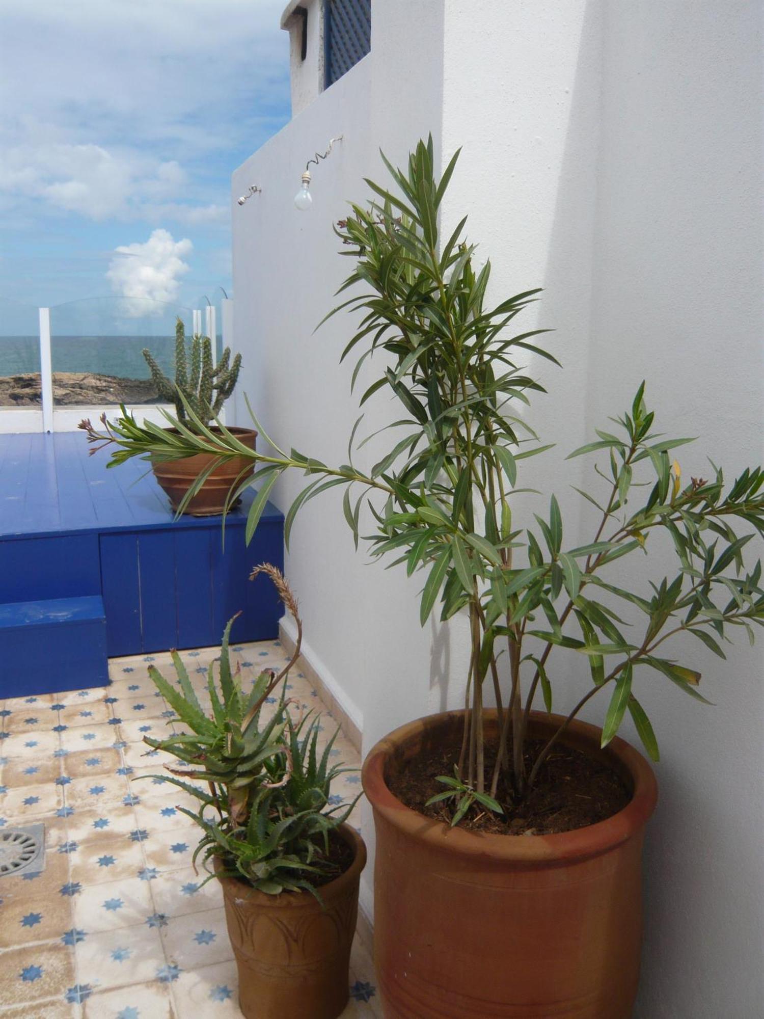 La Fontaine Bleue Hotell Essaouira Exteriör bild